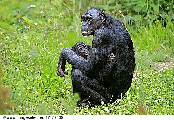 Bonobo  Zwergschimpanse (Pan Paniscus)  adult  weiblich  Mutter  Jungtier  säugend  Sozialverhalten  gefährdete Art  captive