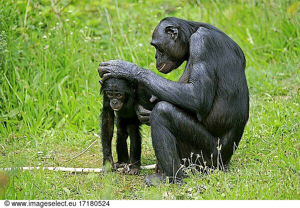 Bonobo  Zwergschimpanse (Pan Paniscus)  adult  weiblich  Mutter  Jungtier  Sozialverhalten  Fellpflege  gefährdete Art  captive