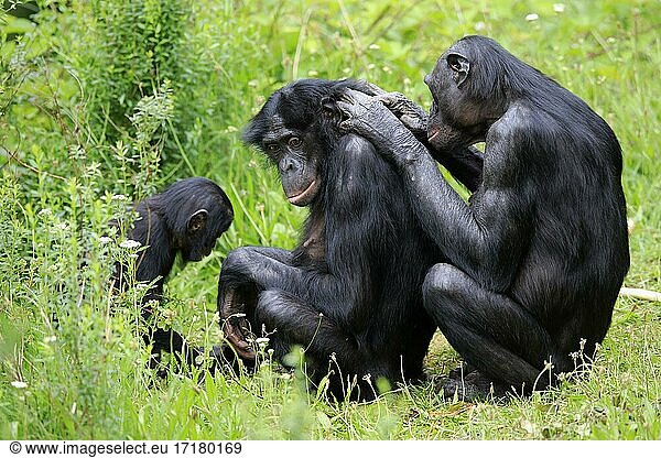 Bonobo  Zwergschimpanse (Pan Paniscus)  adult  weiblich  Mutter  Jungtier  Sozialverhalten  Fellpflege  Gruppe  wachsam  gefährdete Art  captive