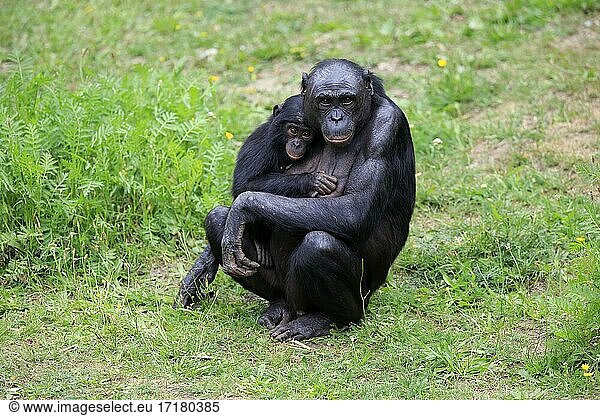 Bonobo  Zwergschimpanse (Pan Paniscus)  adult  weiblich  Mutter  Jungtier  Sozialverhalten  gefährdete Art  captive