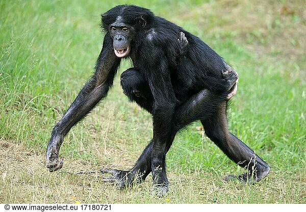 Bonobo  Zwergschimpanse (Pan Paniscus)  adult  weiblich  Mutter  Jungtier  Sozialverhalten  trägt Junges  gefährdete Art  captive