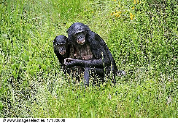 Bonobo  Zwergschimpanse (Pan Paniscus)  adult  weiblich  Mutter  Jungtier  Sozialverhalten  wachsam  gefährdete Art  captive