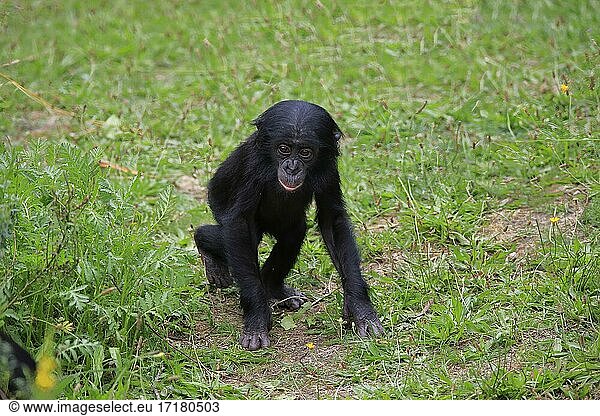 Bonobo  Zwergschimpanse (Pan Paniscus)  Jungtier  spielend  Sozialverhalten  gefährdete Art  captive