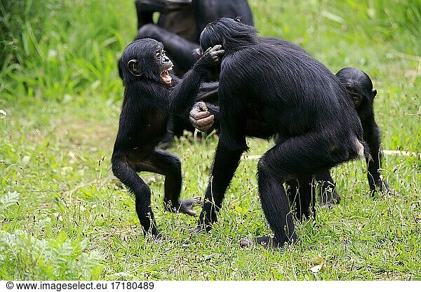 Bonobo  Zwergschimpanse (Pan Paniscus)  Jungtier  subadult  kämpfend  rangeln  halberwachsenes Jungtier  Gruppe  Sozialverhalten  gefährdete Art  captive
