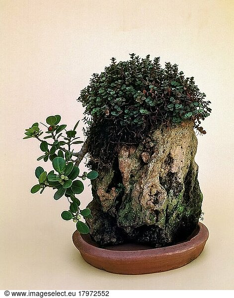 Bonsai  Ficus nitida  Stil  Kaskadierung vom Felsen  Indien  Asien