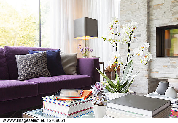 Books  succulents and orchid on living room coffee table