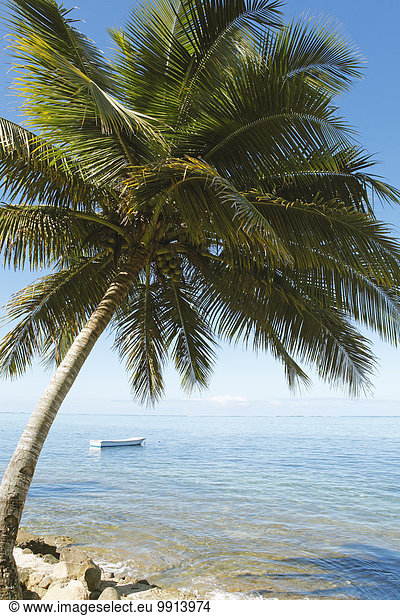 Boot und Palme an der Coral Coast  Korolevu  Viti Levu  Fidschi  Ozeanien