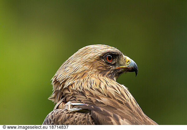Booted Eagle Hieraaetus pennatus in the nature  Spain