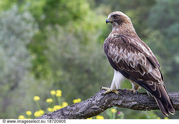 Booted Eagle Hieraaetus pennatus in the nature  Spain