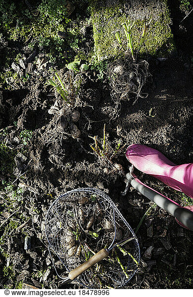 Boots of woman standing in front of freshly dug dahlia tubers