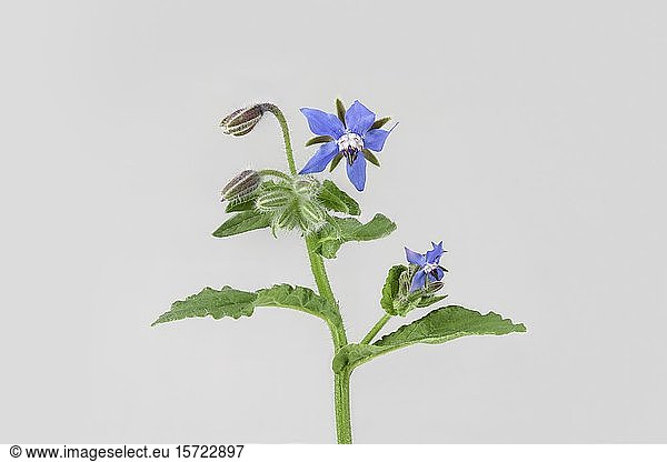 Borage (Borago officinalis)  plant with blue flower  Germany  Europe