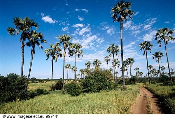 Borassus Palm (Borassus Palmyrapalme). Tarangire-Nationalpark. Tansania