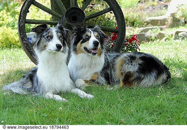 Border Collie and Australian Shepherd  lying side by side in front of an old wagon wheel  FCI Standard No. 297 and FCI Standard No. 342  Border Collie and Australian Shepherd  side by side in front of an old wooden domestic dog (canis lupus familiaris)