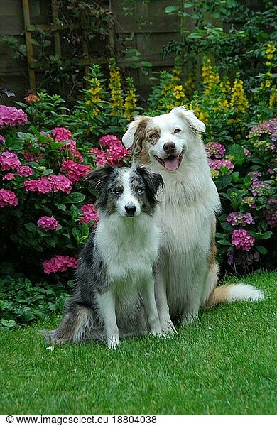 Border Collie  blue-merle  and Australian Shepherd  red-merle  sitting side by side in front of flowering hydrangea  FCI Standard No. 297 and No. 342  Border Collie and Australian Shepherd  side by side in front of flowering domestic dog (canis lupus familiaris)