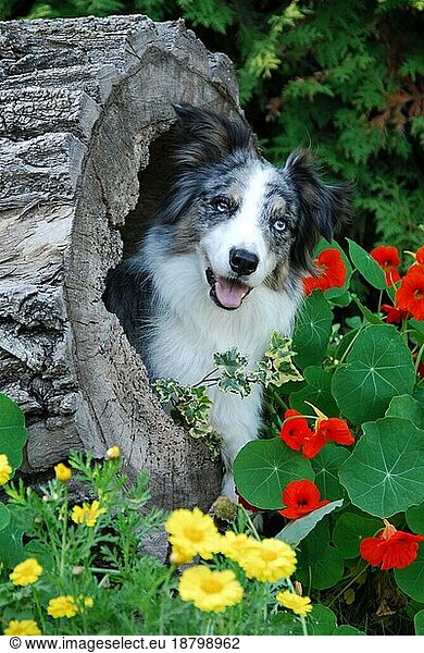 Border Collie  blue-merle  bitch  lying in a hollow log with flowers of the nasturtium domestic dog (canis lupus familiaris)  FCI Standard No. 297