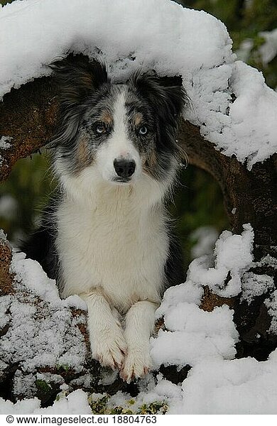 Border Collie  blue-merle  bitch  lying in a snow covered hollow log  FCI Standard No. 297  is lying in a snow covered hollow domestic dog (canis lupus familiaris)