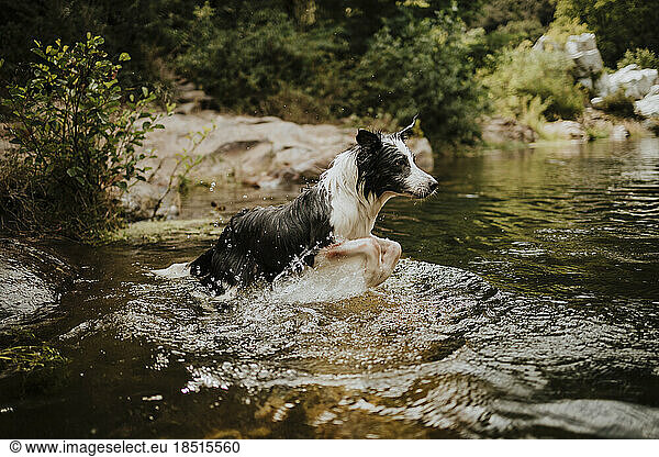 Border collie dog jumping in river