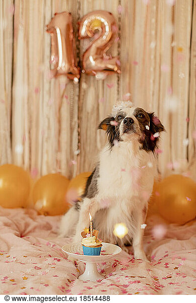 Border collie dog on bed with birthday cupcake