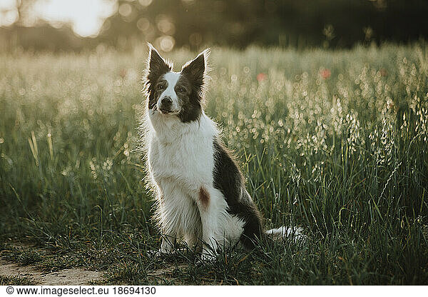 Border collie dog sitting in field at sunset