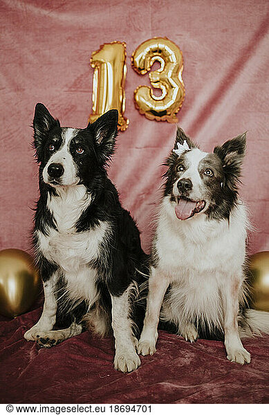 Border Collie dogs sitting in front of backdrop
