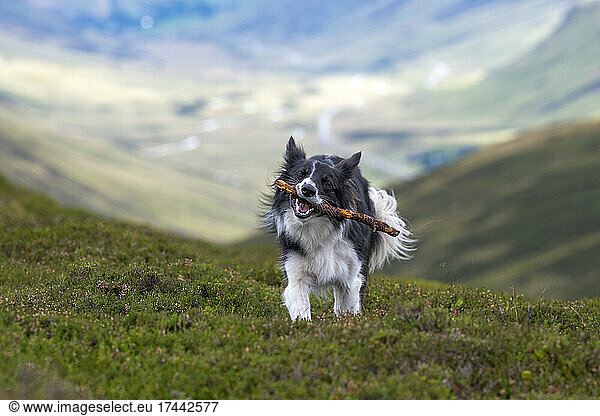 Border Collie holding stick in mouth while walking on grass