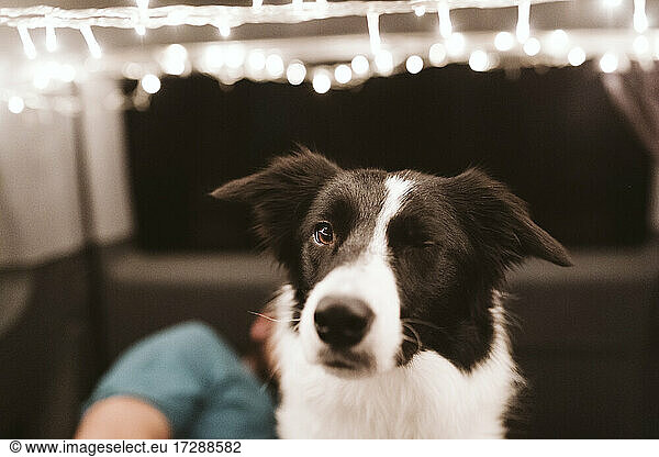 Border Collie Hund in beleuchtetem Lieferwagen bei Nacht