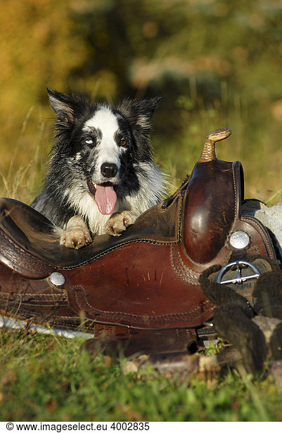Border Collie lying on a western saddle
