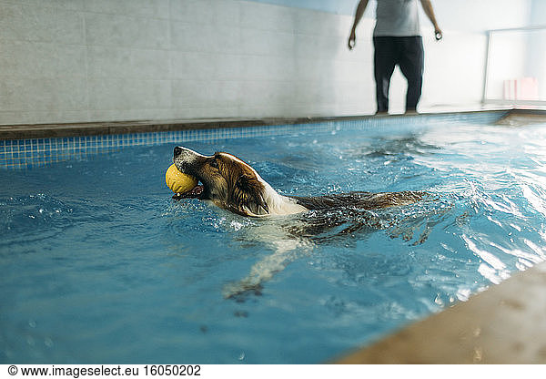 Border Collie mit Ball im Maul beim Schwimmen im Physiotherapiezentrum