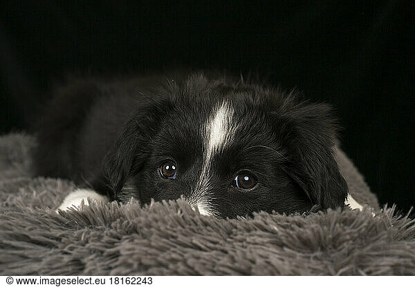 Border collie puppy resting on pet bed against black background