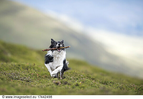 Border Collie running with stick in mouth