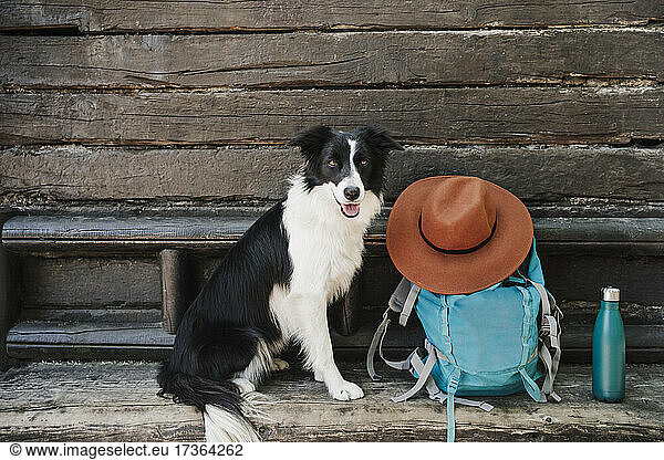 Border Collie sitting by backpack and hat in front of cottage