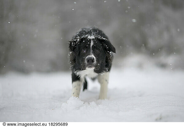 Border Collie standing in snow