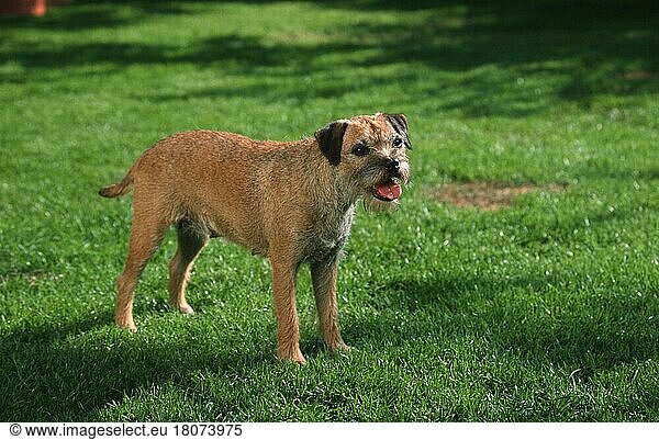 Border Terrier (Saeugetiere) (mammals) (animals) (Haushund) (domestic dog) (Haustier) (Heimtier) (pet) (außen) (outdoor) (Wiese) (meadow) (stehen) (standing) (adult) (weiblich) (female) (Hündin) (bitch) (Querformat) (horizontal)