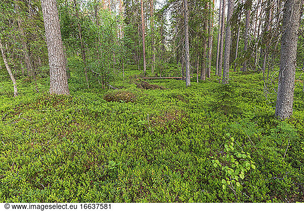 Boreal forest  Finland