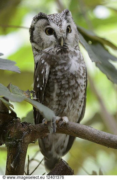 Boreal Owl ( Aegolius funereus )  alarmed adult  perched in a tree  with its eyes wide open  frontal side view  Europe.