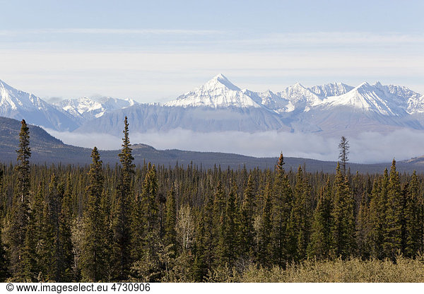 Borealer Wald  St. Elias Mountains  Eliaskette  Kluane-Nationalpark  vom Alaska Highway aus gesehen  Yukon Territorium  Kanada
