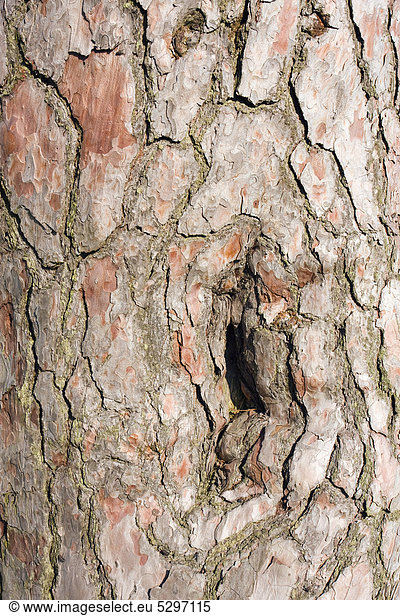 Borke einer denkmalgesch¸tzten Kiefer (Pinus sp.) am Teich Korbel  Velka Bites  Bezirk Zdar nad S·zavou  Region Vysocina  Tschechische Republik  Europa