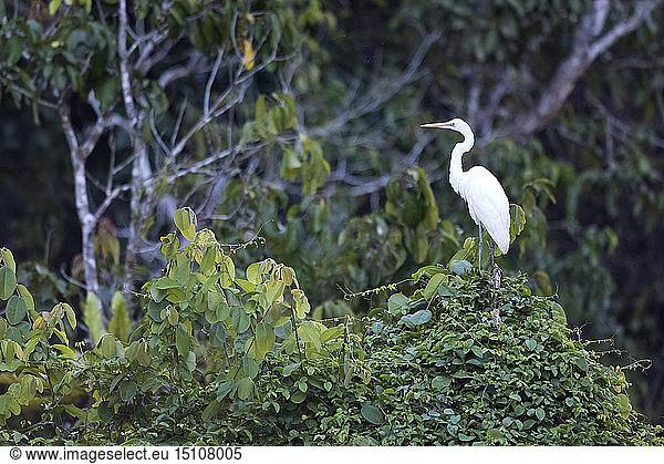 Borneo  Ardea alba  Great white egret on a bush