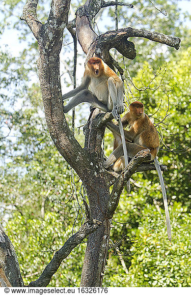 Borneo  Sabah  Proboscis Monkeys  Nasalis larvatus