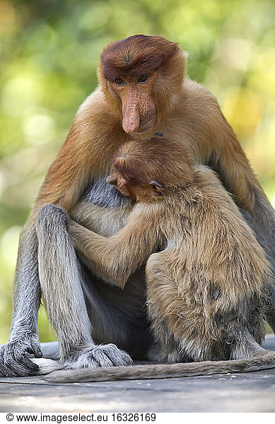 Borneo  Sabah  Proboscis Monkeys  Nasalis larvatus  mother and young animal  lactating