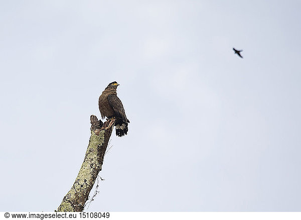 Borneo Spilornis cheela Crested serpent eagle perching on a tree trunk