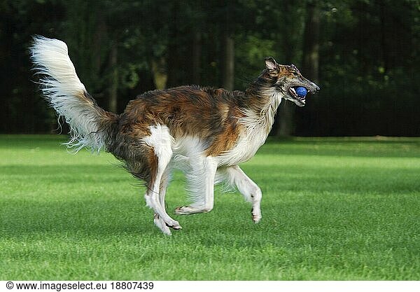 Borzoi  Russian Greyhound (canis lupus familiaris)  male  running across a meadow  FCI Standard No. 193  Russkaya Psovaya Borzaya  Borzoi  Russian Greyhound  running across a meadow