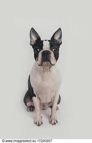 Boston terrier dog sitting in front of white background