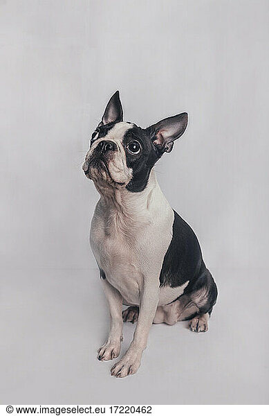Boston terrier dog sitting in front of white background