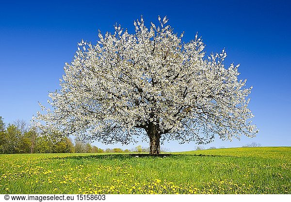 Botanik,  Kirschbaum (Prunus avium),  im FrÃ¼hling,  Basel-Landschaft,  Schweiz