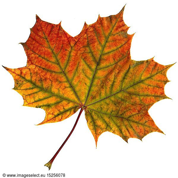 Botanik  Ahorn  Herbstlaub  einzelnes Blatt