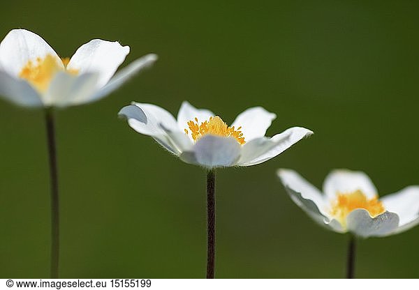Botanik  Alpen-Anemone  Kuhschelle  Pulsatilla alpina  Alpen  Austria