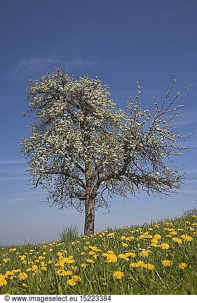 Botanik  Apfel  (Malus communis)  Apfelbaum mit BlÃ¼ten in einer Wiese mit LÃ¶wenzahn  Amerang  Bayern