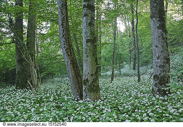 Botanik  BÃ¤rlauch (Allium ursinum)  blÃ¼hend  Bad Heilbrunn  Oberbayern