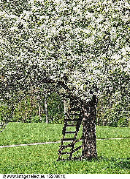 Botanik  Birne (Pyrus communis)  Birnbaum in BlÃ¼te  Mostviertel  NiederÃ¶sterreich  Ã–sterreich